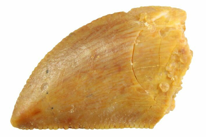 Serrated Raptor Tooth - Real Dinosaur Tooth #347045